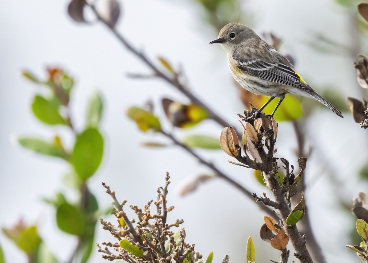 Reinita Coronada (Coronada) - ML647447049