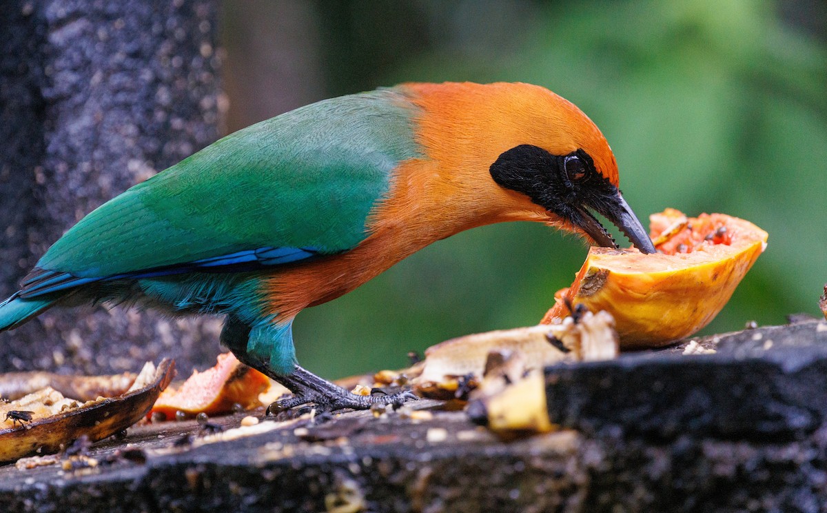 Rufous Motmot - ML647447053