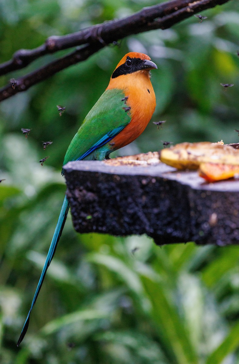 Rufous Motmot - ML647447064