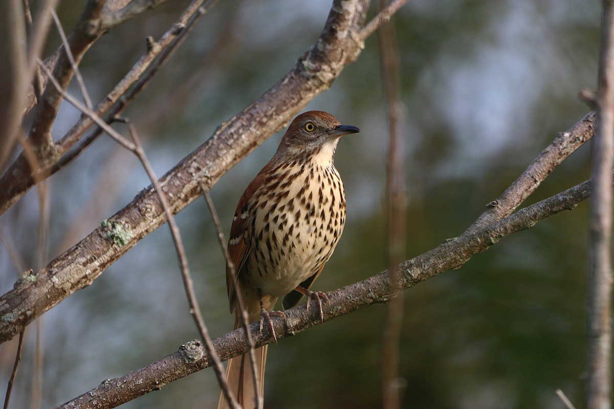 brunspottefugl - ML647447074