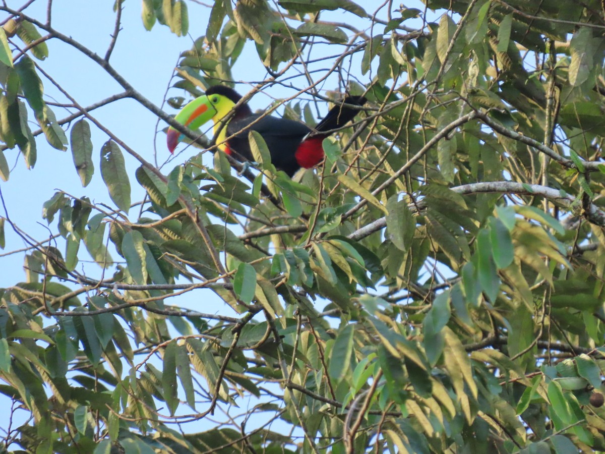 tukan středoamerický - ML647447076