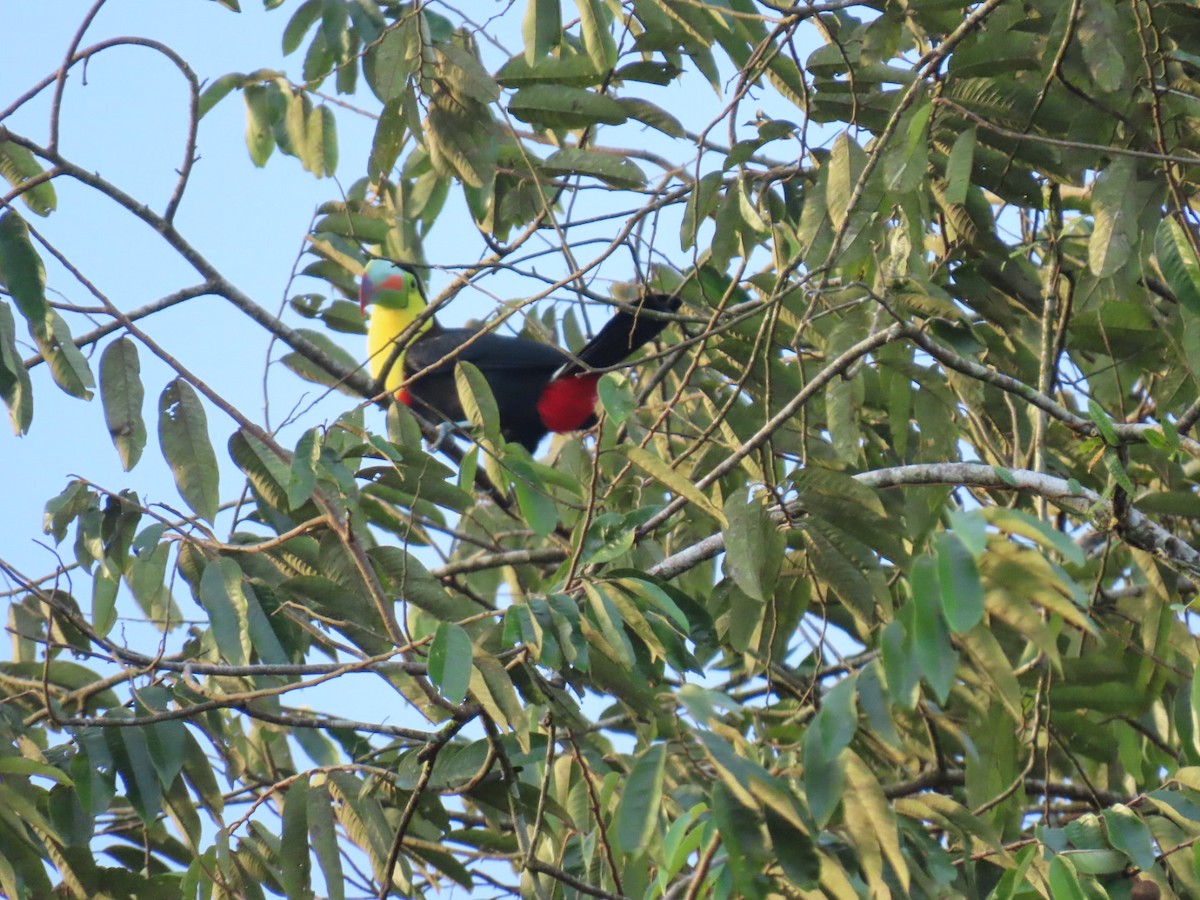 tukan středoamerický - ML647447077