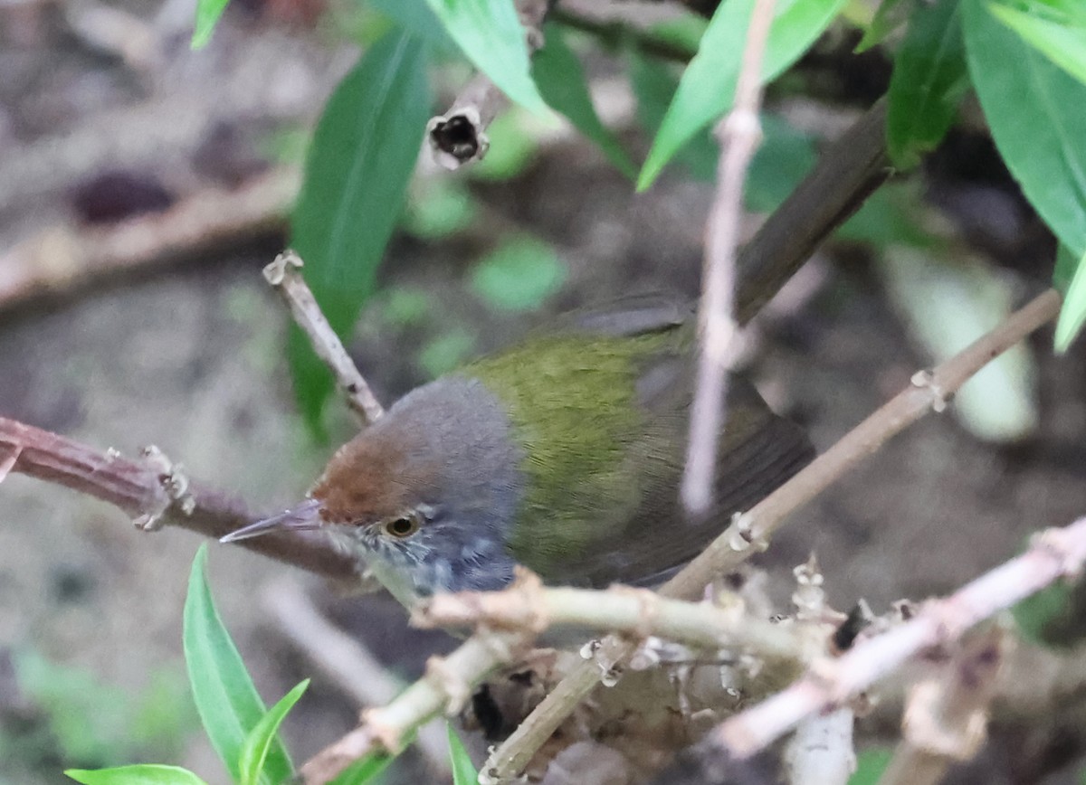 Common Tailorbird - ML647447096