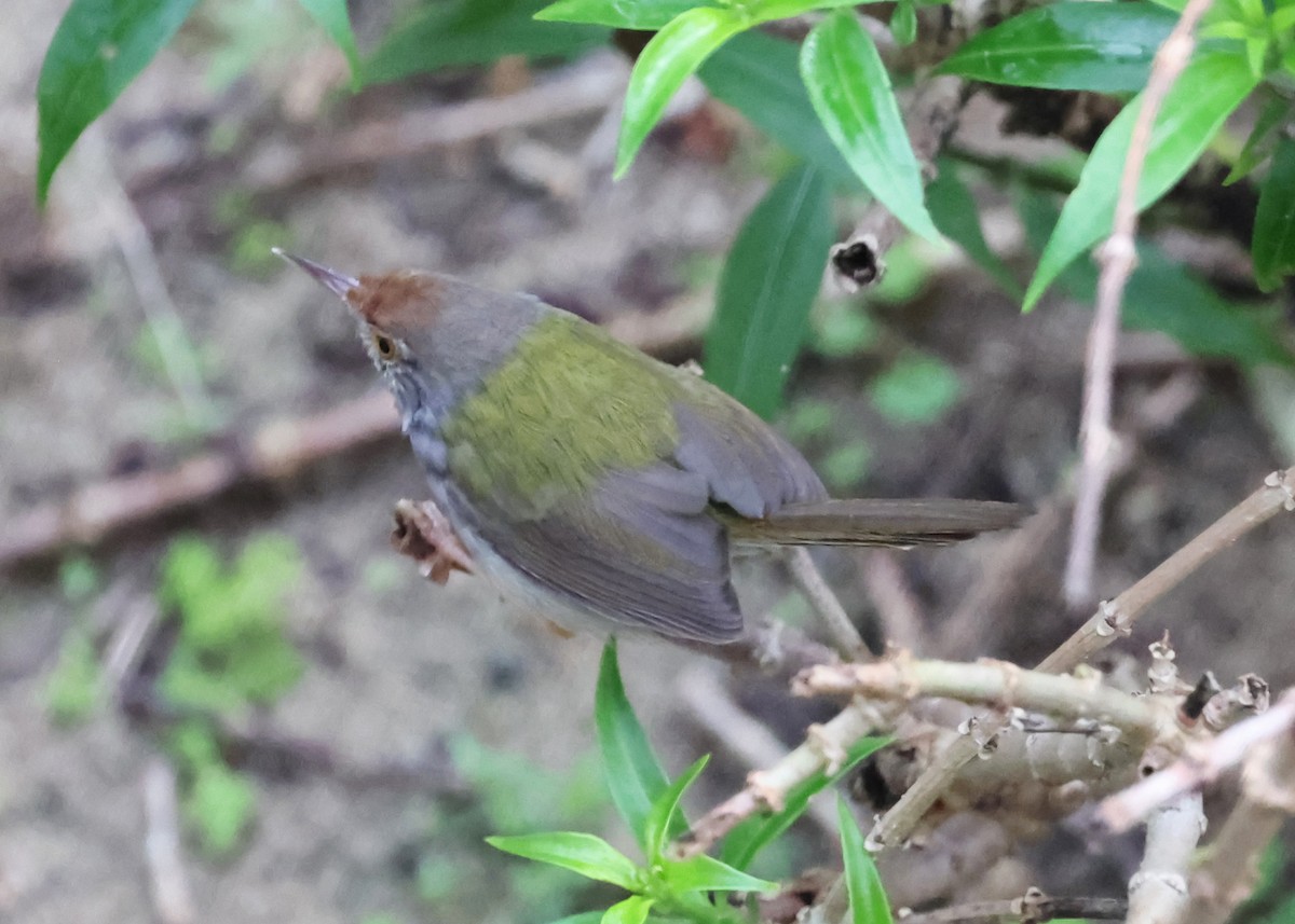 Common Tailorbird - ML647447097