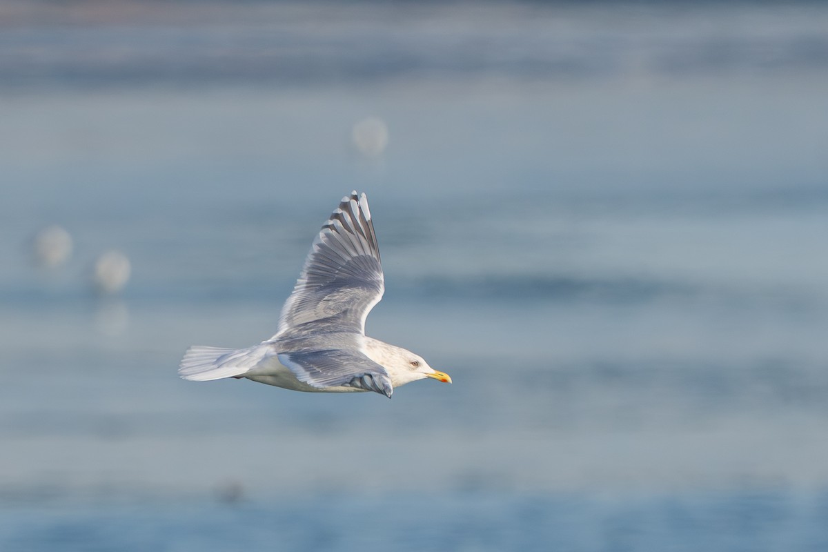 アイスランドカモメ - ML647447098