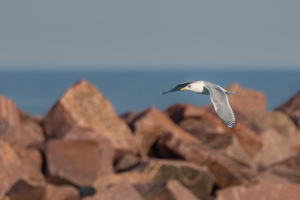 アイスランドカモメ - ML647447099