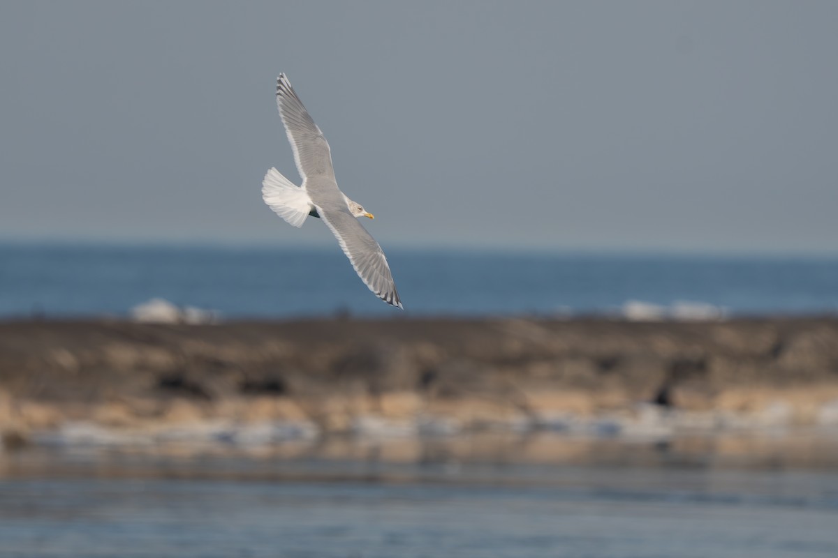 アイスランドカモメ - ML647447100