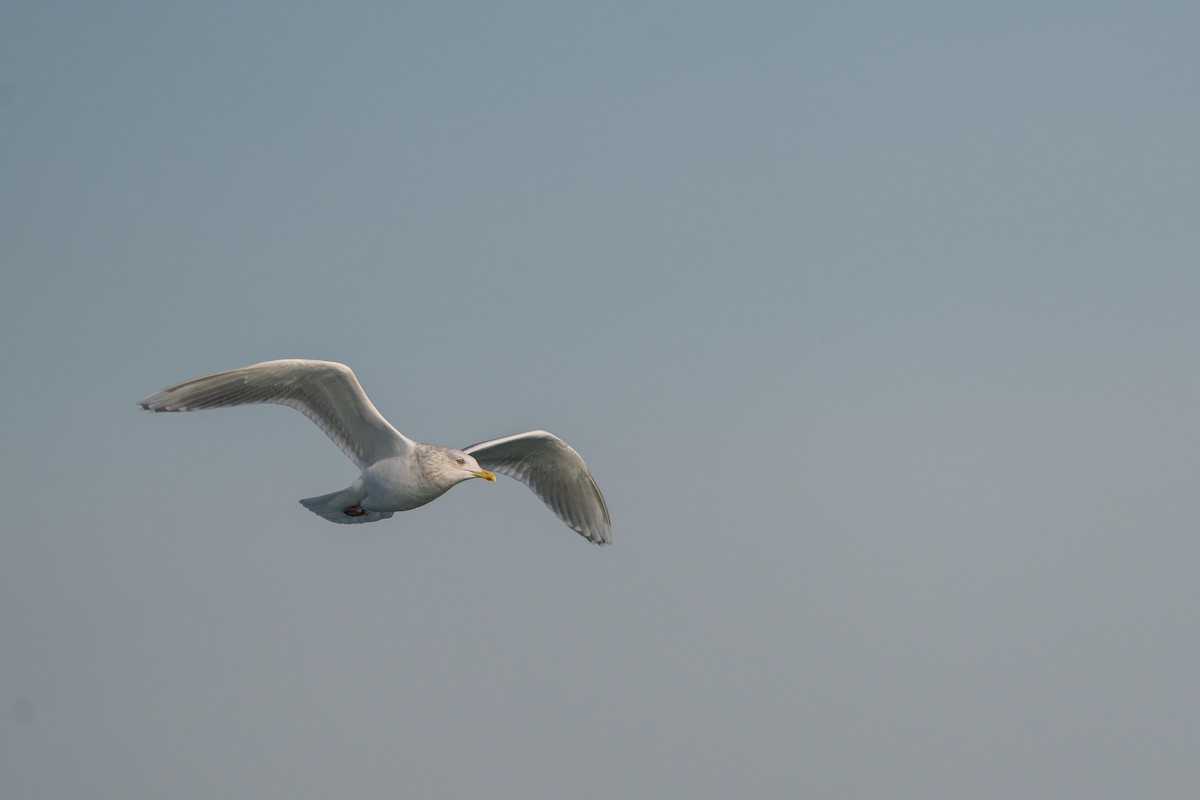 アイスランドカモメ - ML647447101