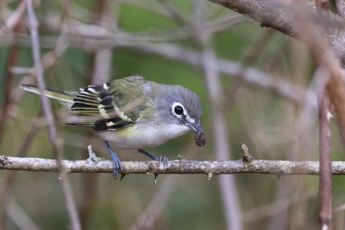 zelenáček brýlový - ML647447108