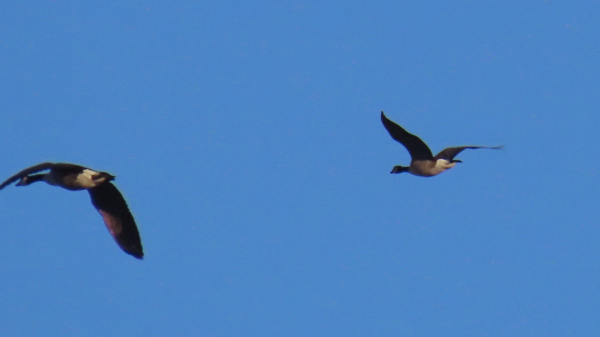 Zwergkanadagans - ML647447110