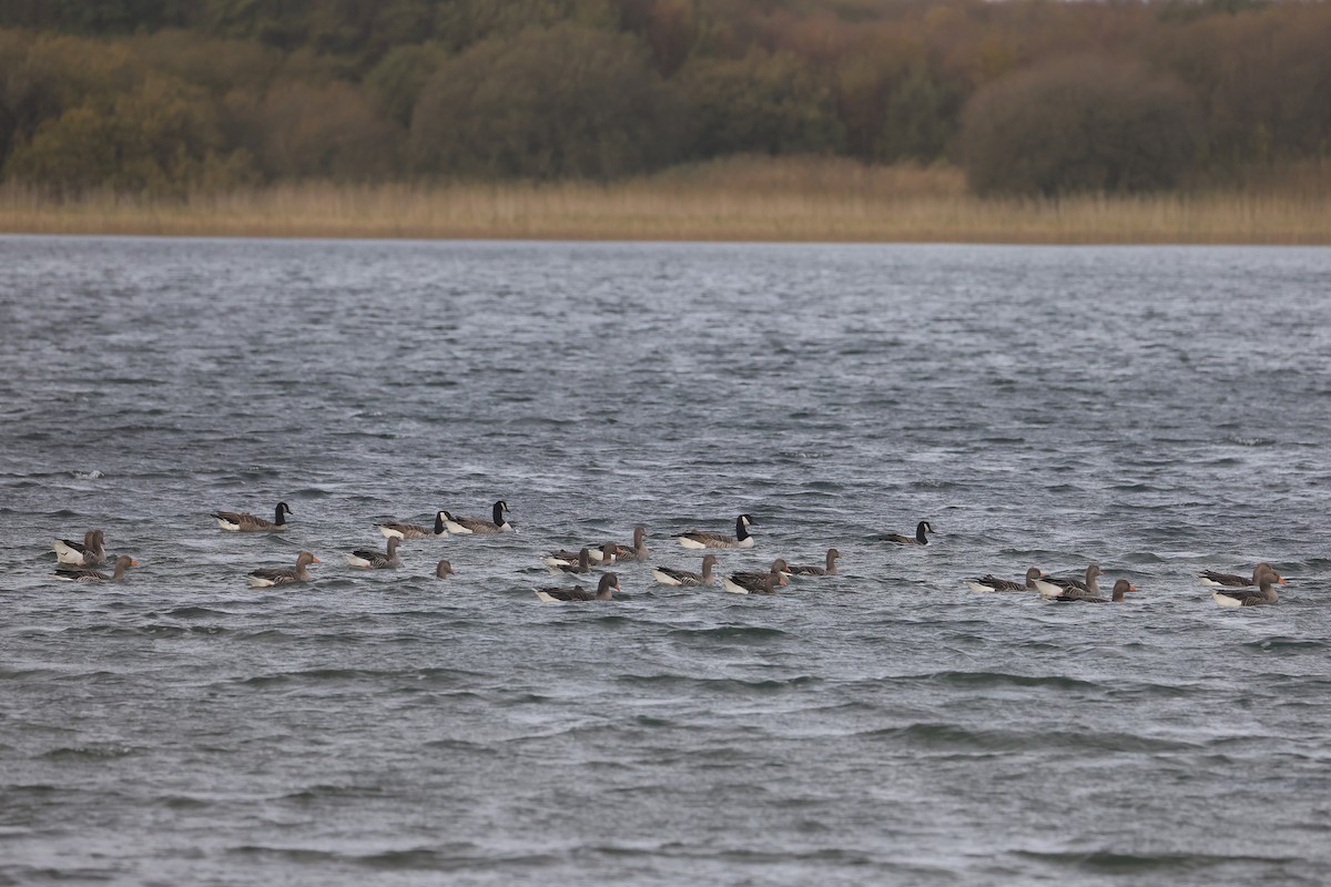 Boz Kaz - ML647447117