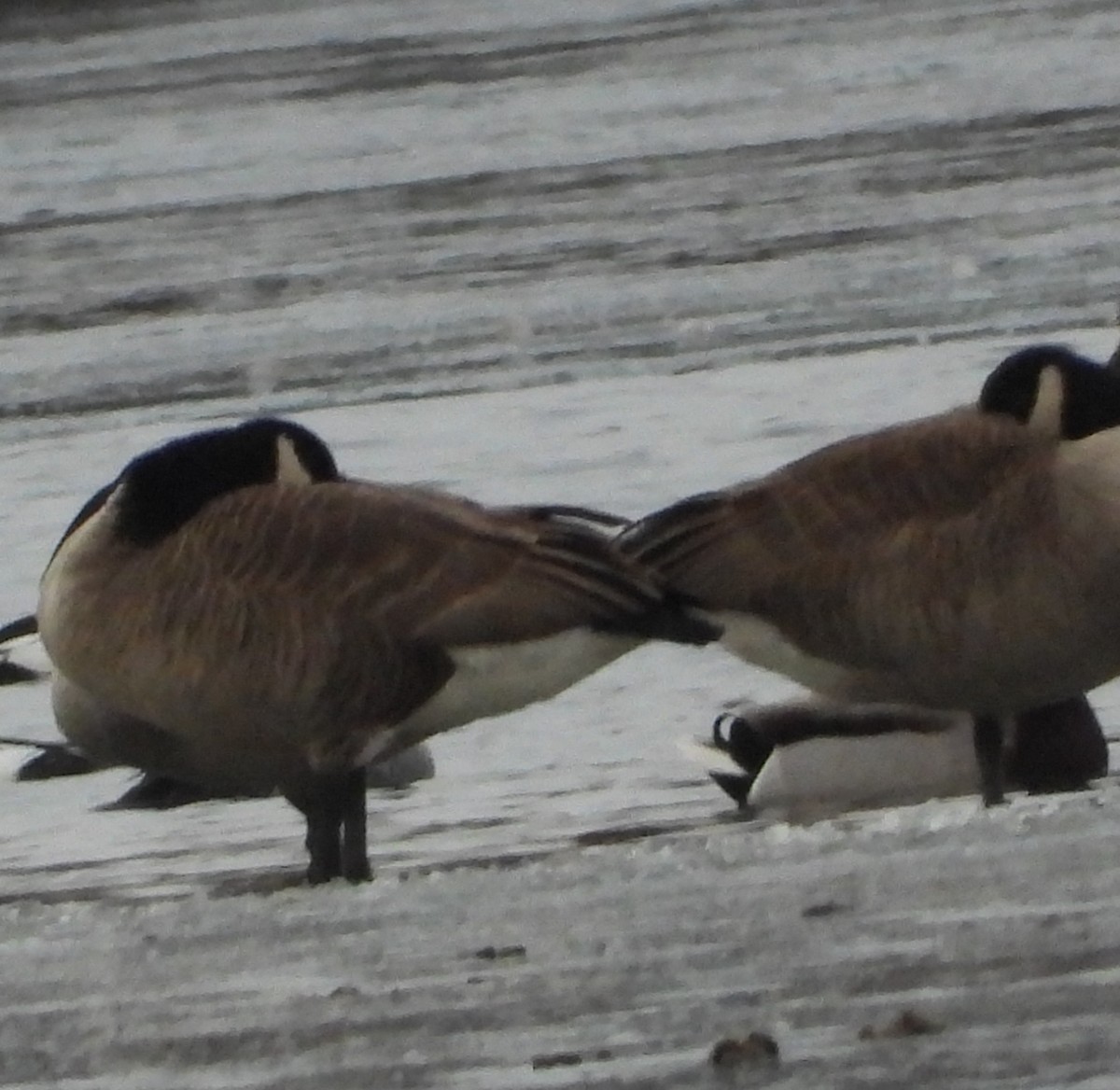 ברנטה קנדית - ML647447126