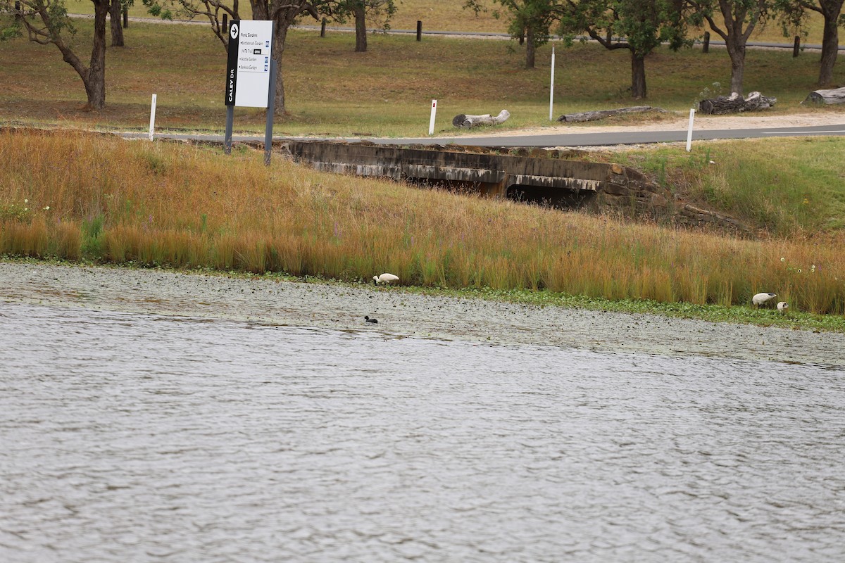 Kara Yüzlü Kaşıkçı - ML647447131