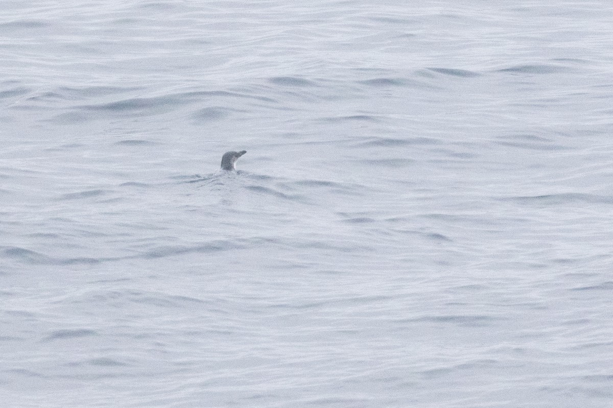 Little Penguin - ML647447132