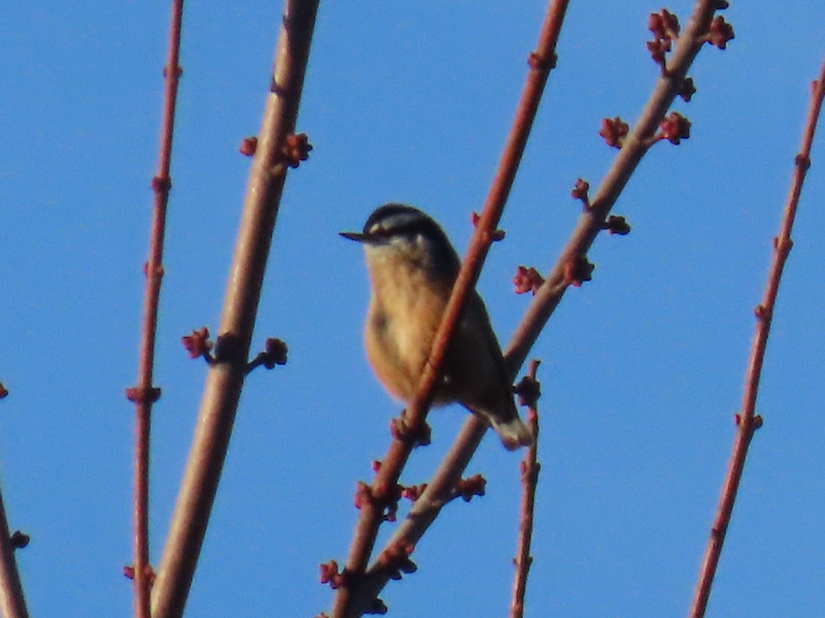 Rotbrustkleiber - ML647447139