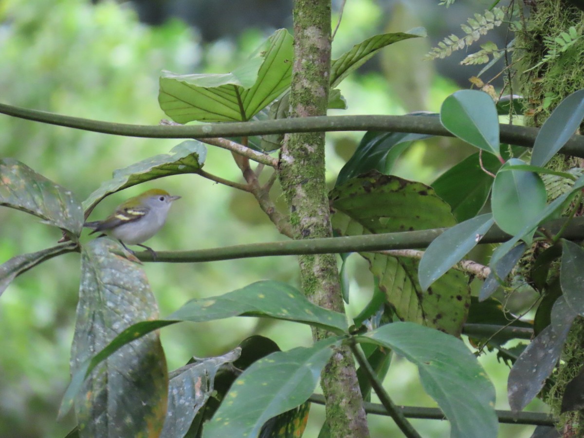 ワキチャアメリカムシクイ - ML647447140