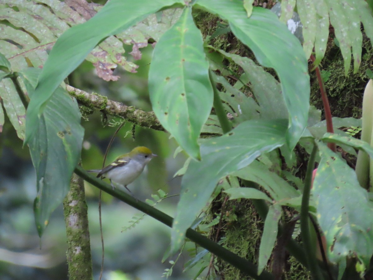 ワキチャアメリカムシクイ - ML647447141