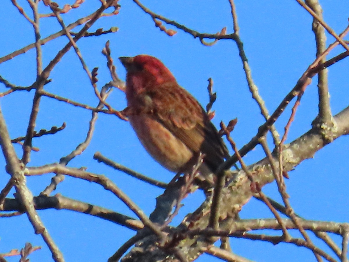 Purpurgimpel - ML647447153