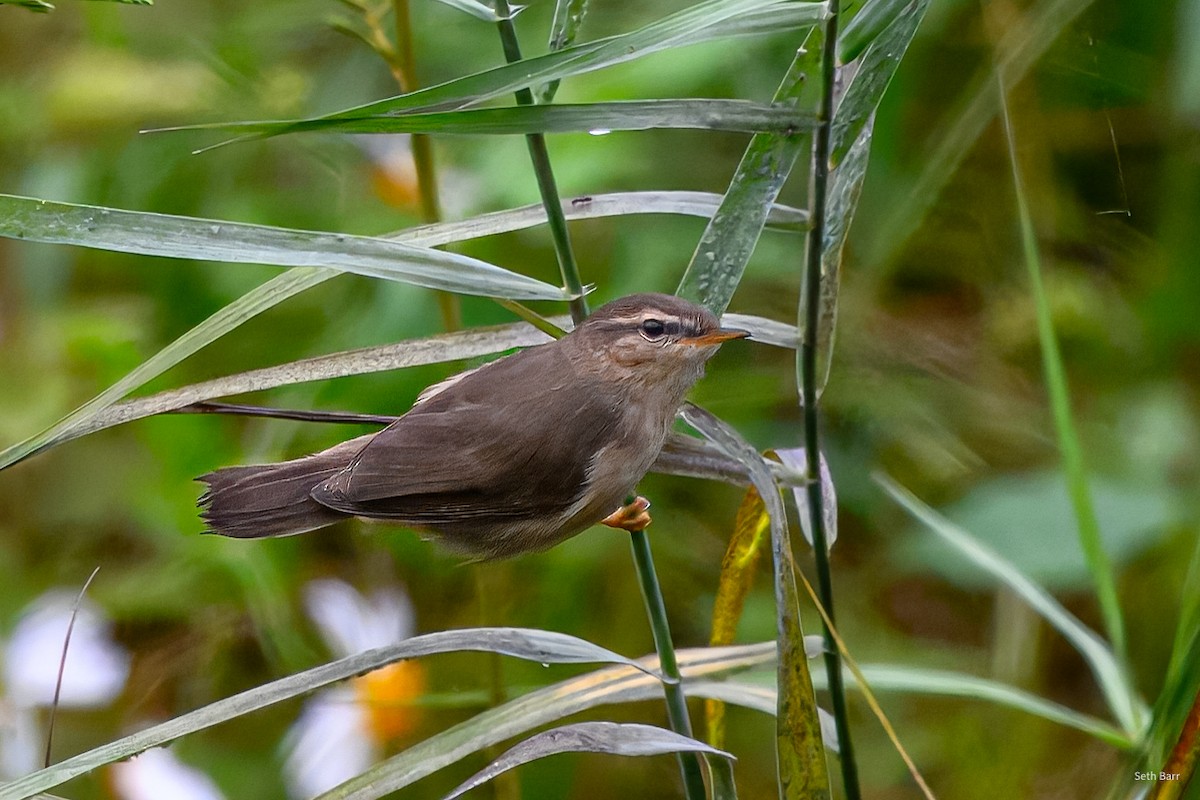 עלווית כהה - ML647447156