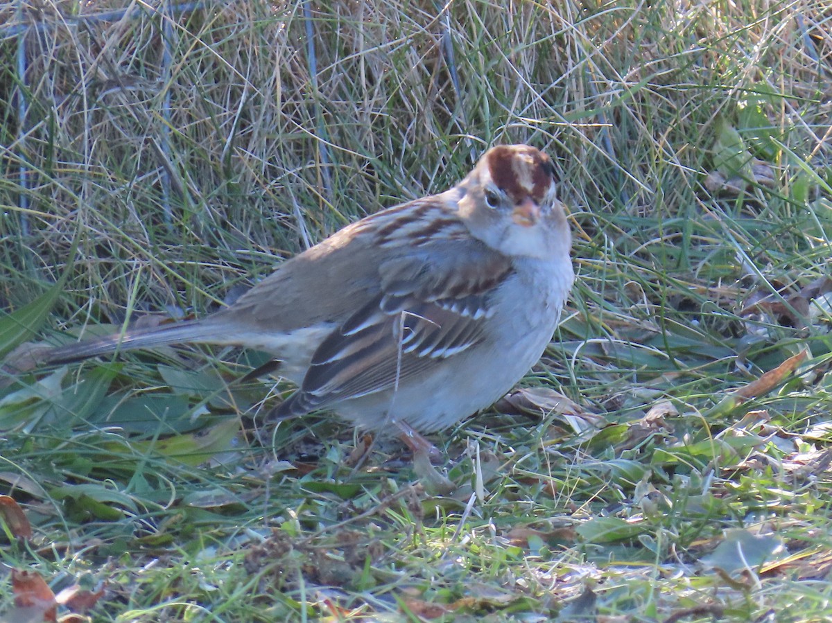 Dachsammer - ML647447162