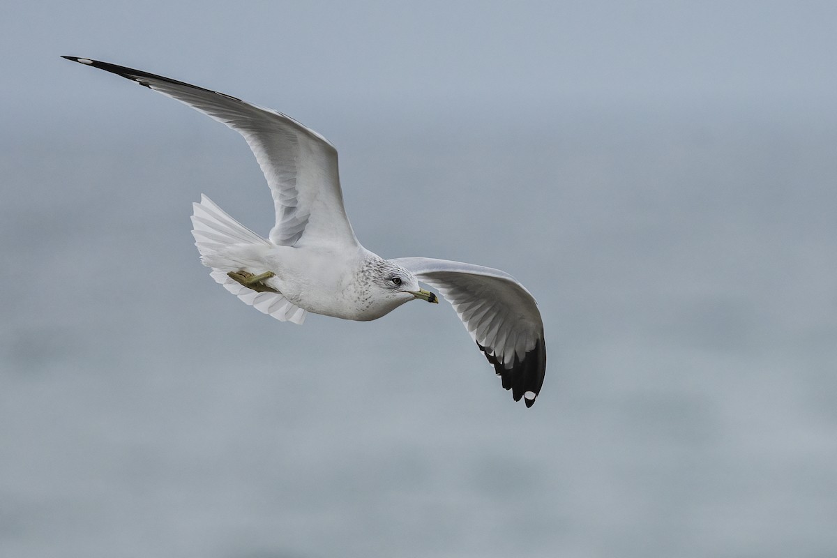 Gaviota de Delaware - ML647447165