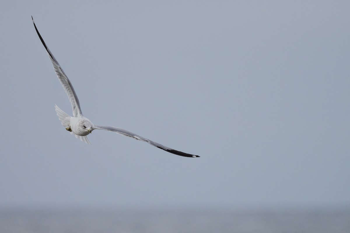 Gaviota de Delaware - ML647447199