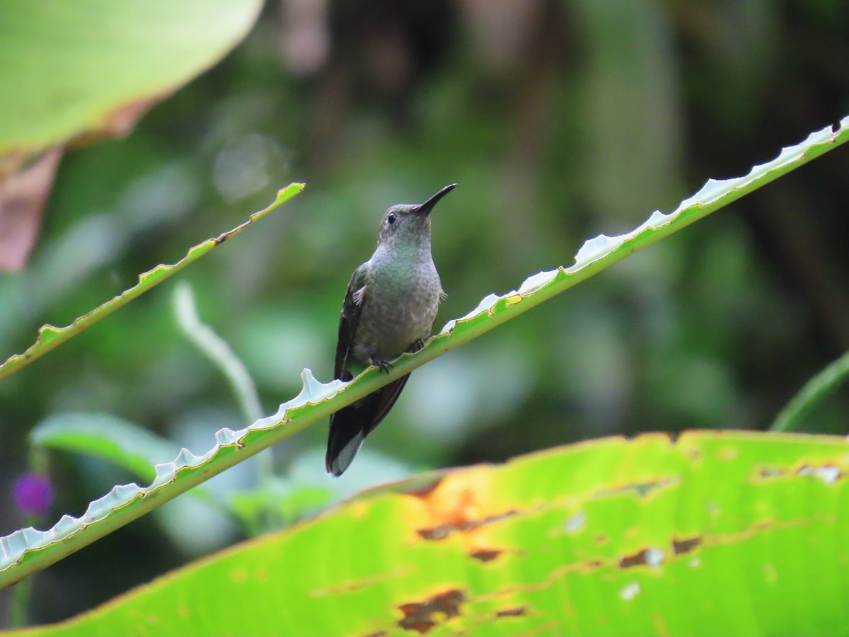 Scaly-breasted Hummingbird - ML647447206