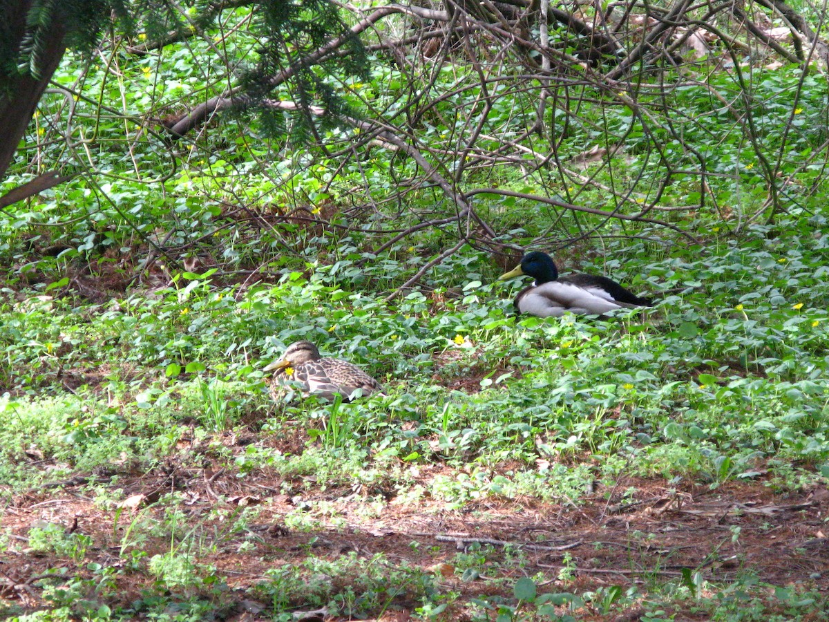 綠頭鴨 - ML647447251