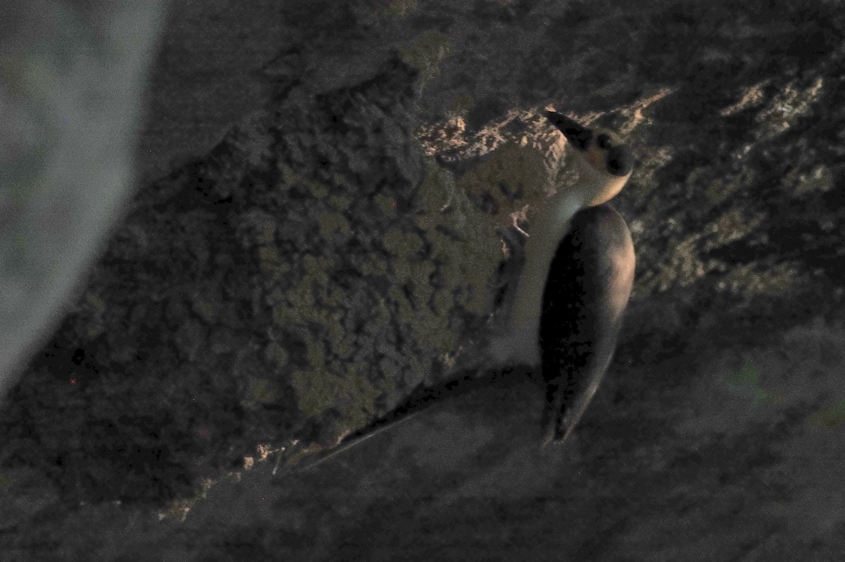 vranule bělokrká - ML647447261