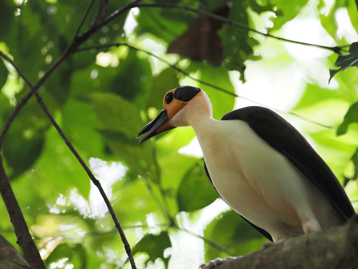 vranule bělokrká - ML647447262