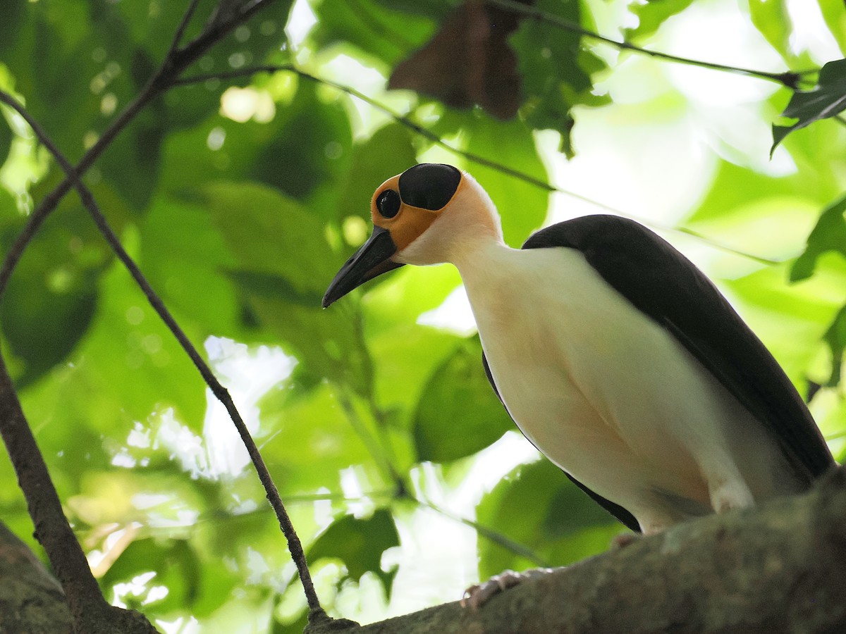 vranule bělokrká - ML647447263