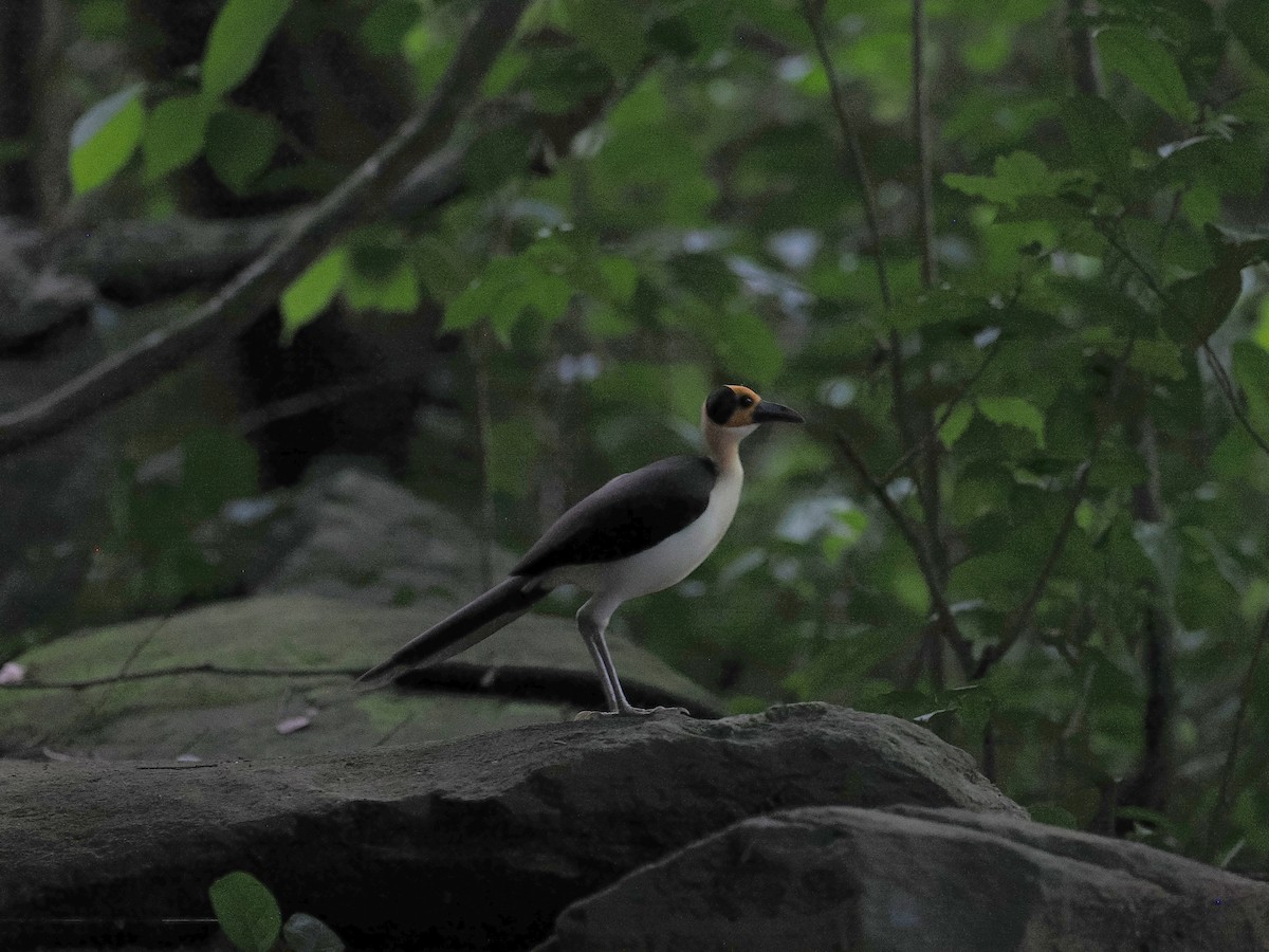 vranule bělokrká - ML647447266