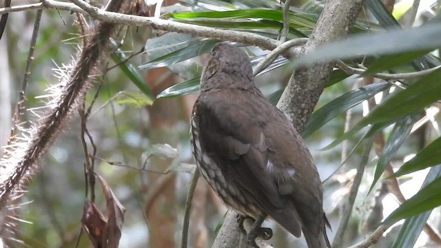 Нявкун строкатоволий - ML647447282