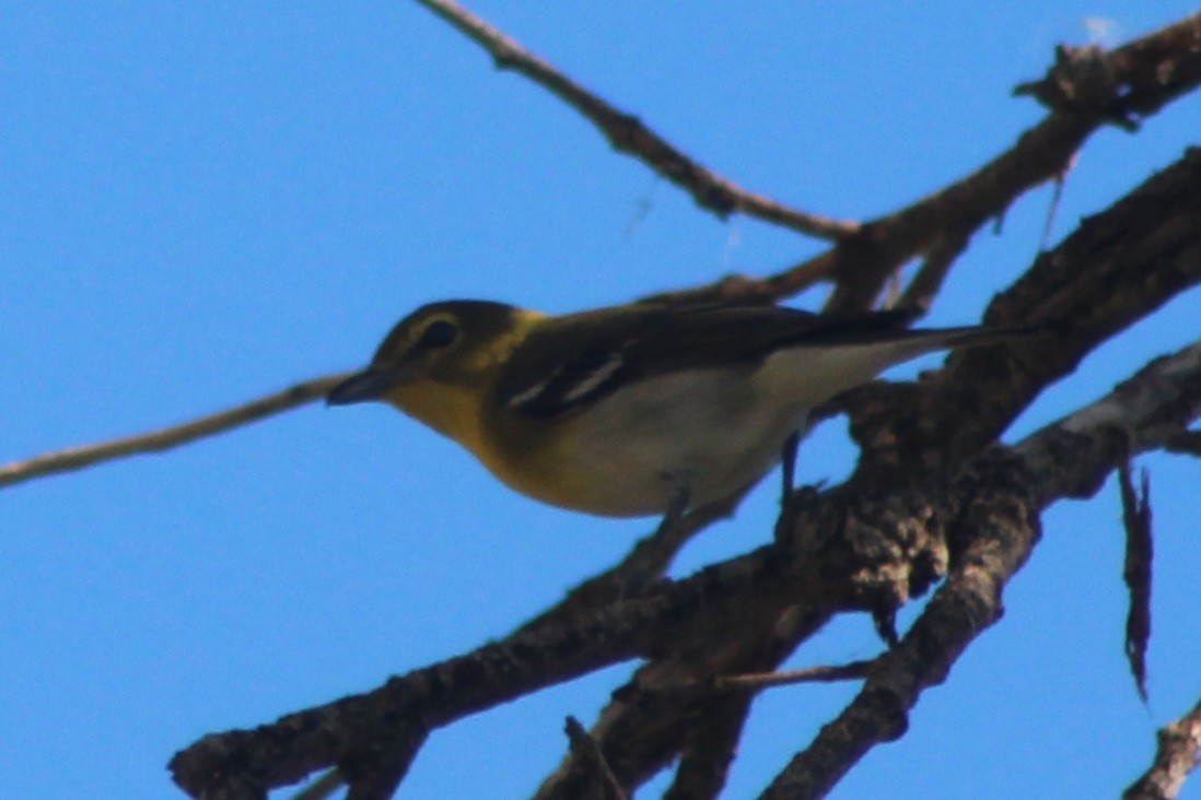 Yellow-throated Vireo - ML647447283