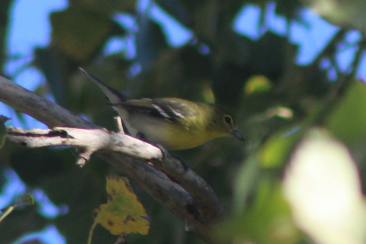 Yellow-throated Vireo - ML647447284