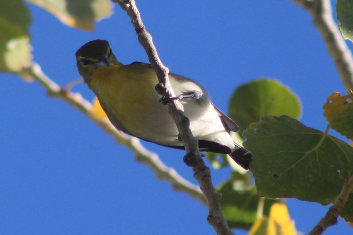 Yellow-throated Vireo - ML647447285