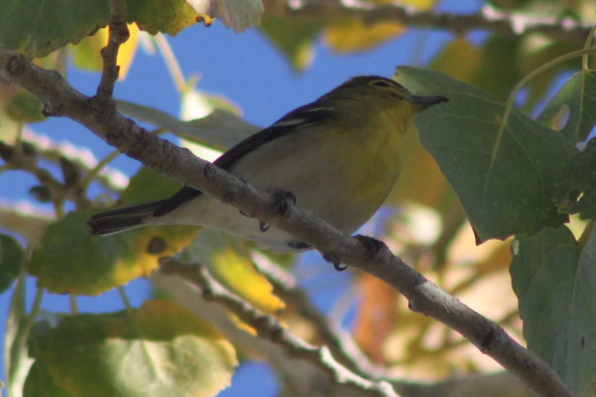 Yellow-throated Vireo - ML647447286