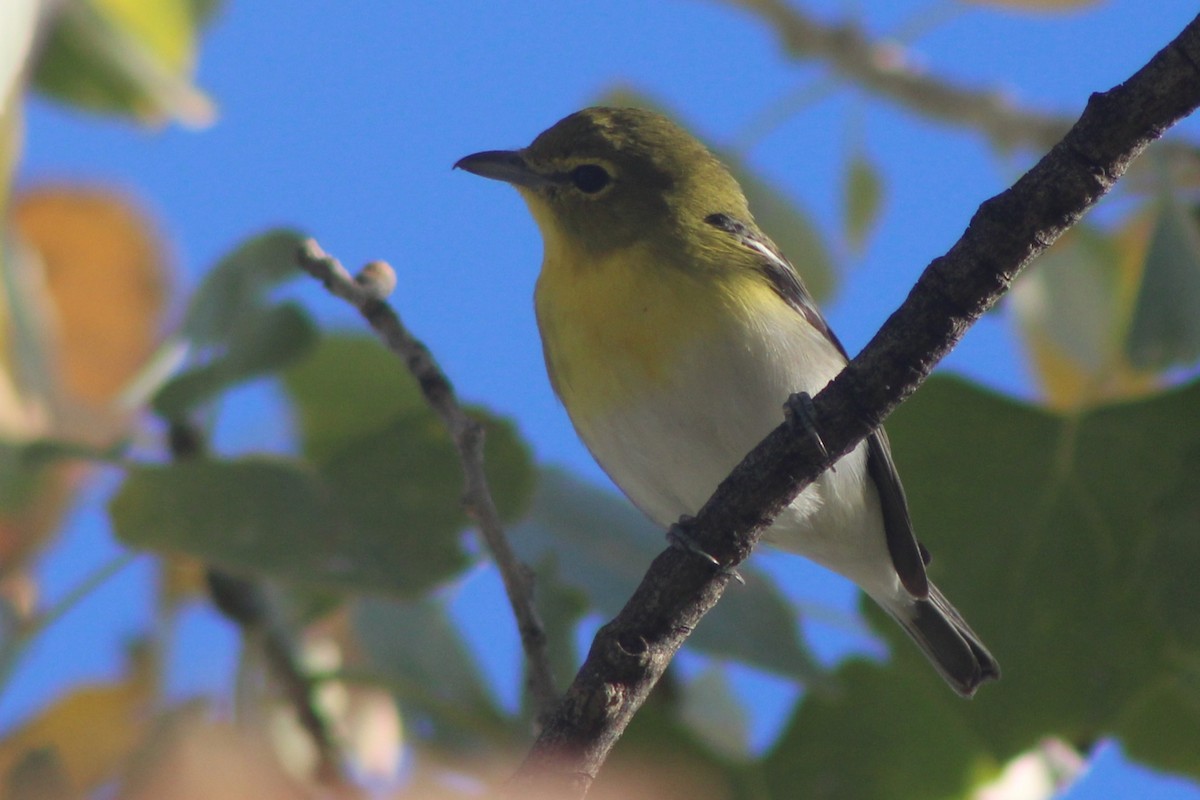 Yellow-throated Vireo - ML647447287