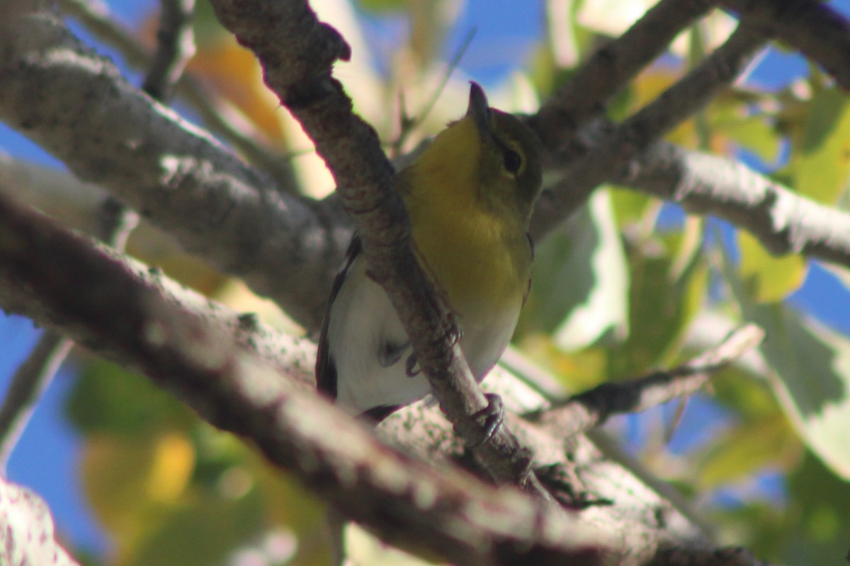 Yellow-throated Vireo - ML647447288