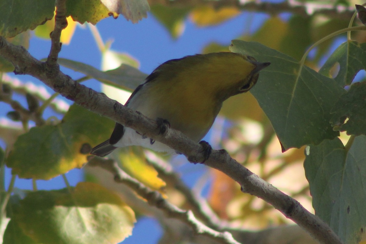 Yellow-throated Vireo - ML647447289