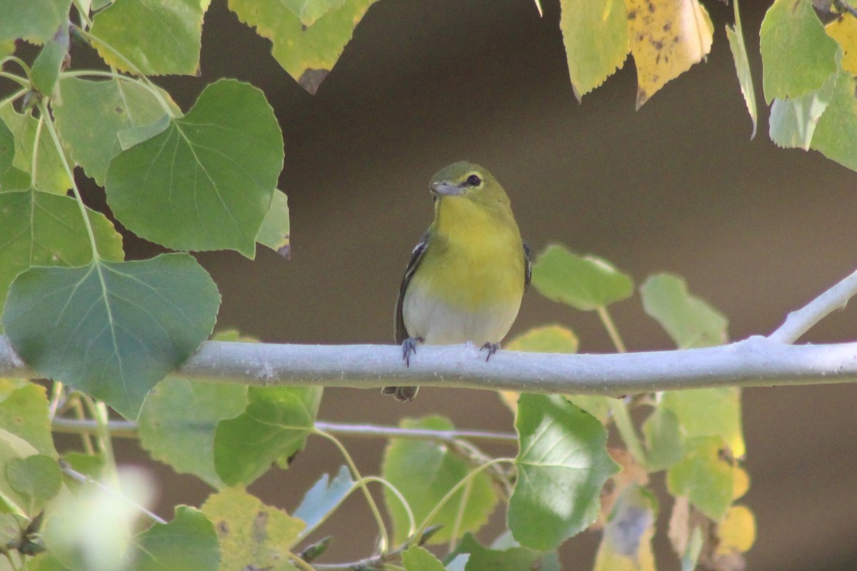 Yellow-throated Vireo - ML647447290