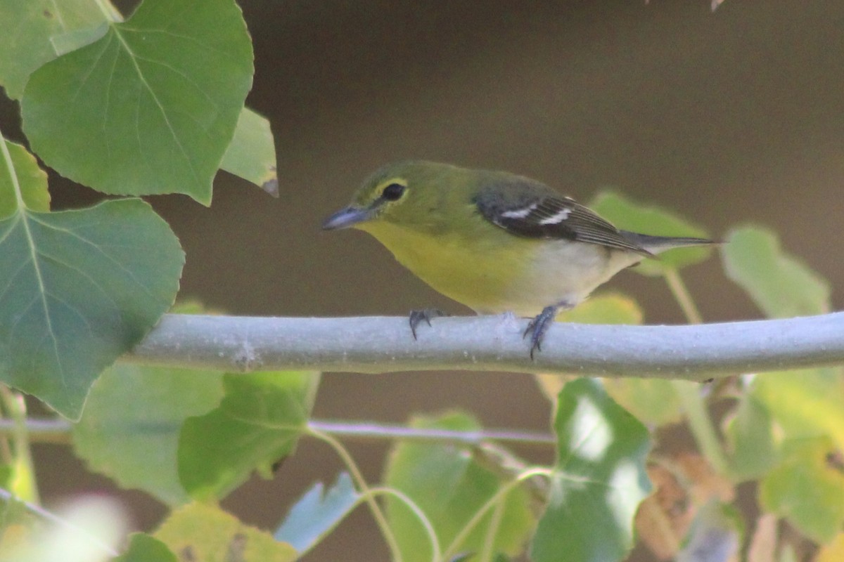 Yellow-throated Vireo - ML647447291