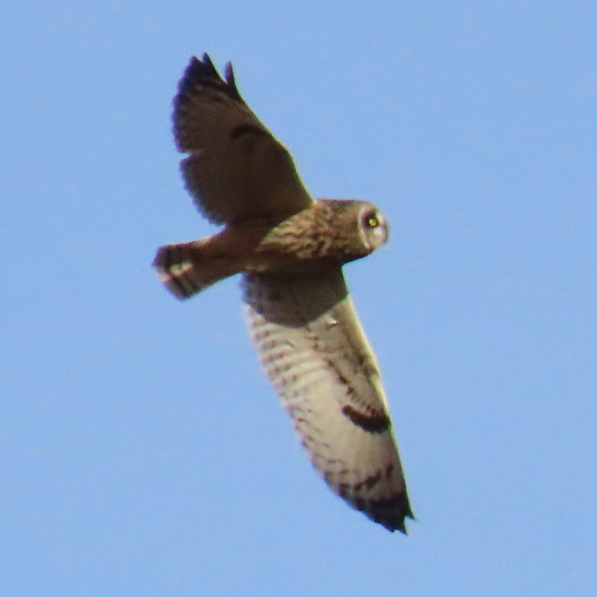 Sumpfohreule - ML647447297