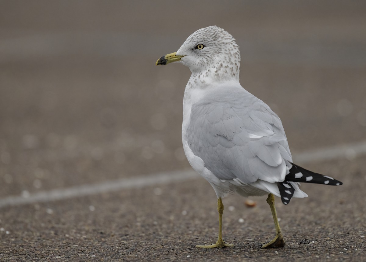 Gaviota de Delaware - ML647447305