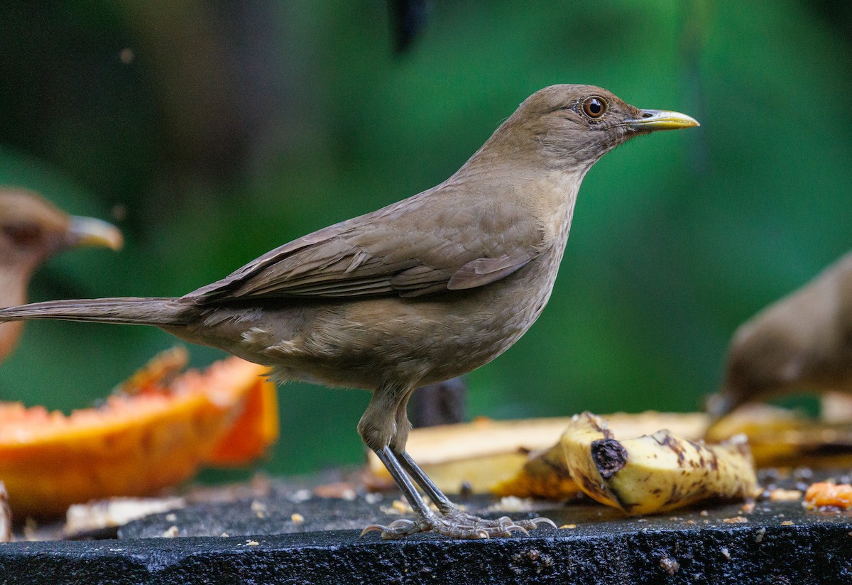 Clay-colored Thrush - ML647447307