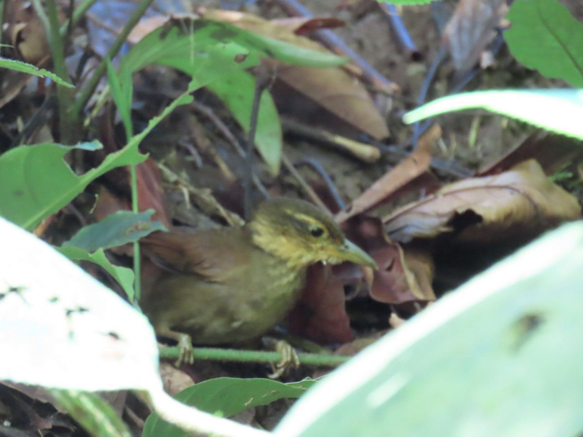Fawn-throated Foliage-gleaner - ML647447312