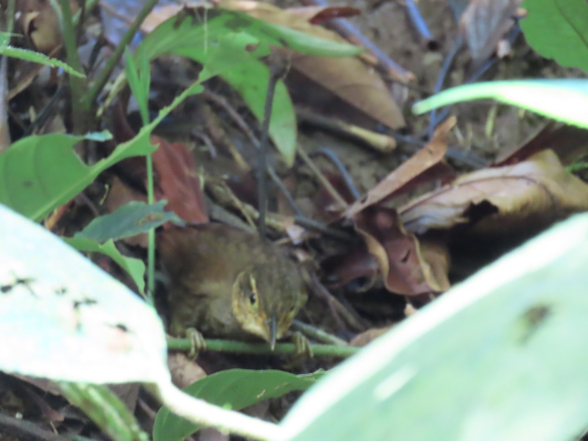 Fawn-throated Foliage-gleaner - ML647447313