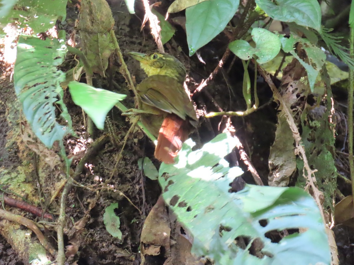 Fawn-throated Foliage-gleaner - ML647447314