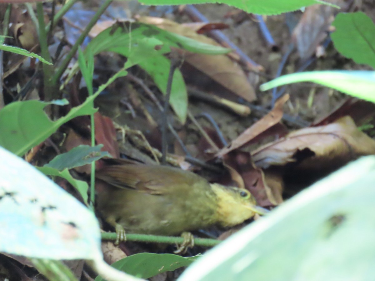 Fawn-throated Foliage-gleaner - ML647447315