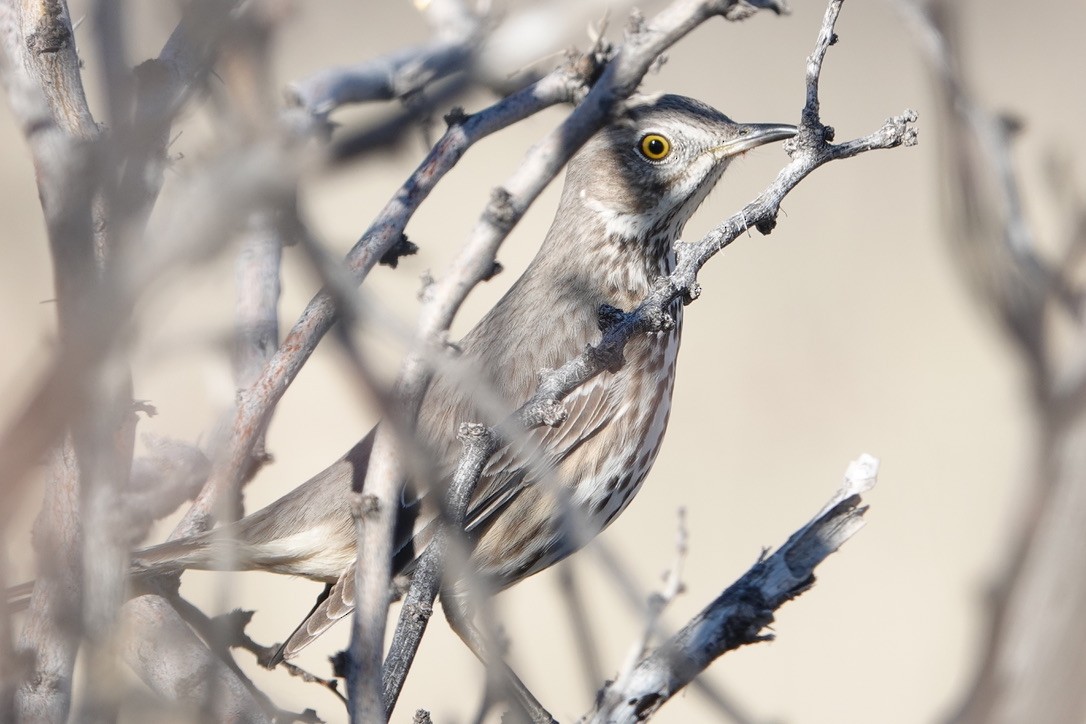 Sage Thrasher - ML647447317